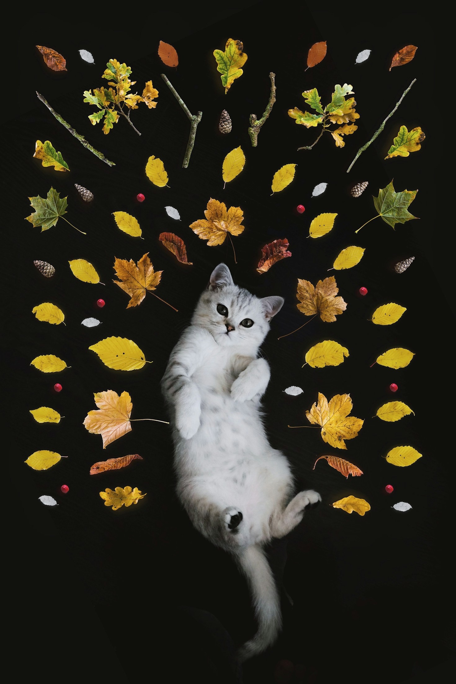 Katzen und Kreativität: Die Philosophie von Cat Belly Games