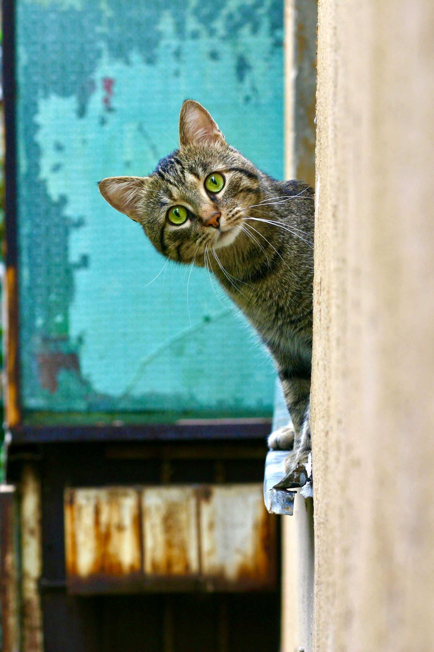 Was Cat Belly Games einzigartig macht